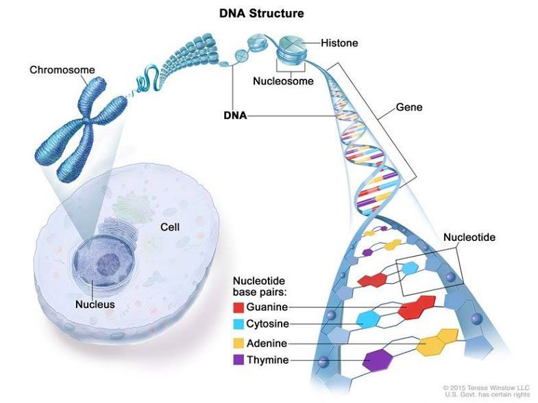 DNA-structure-enlarge.__v70063239